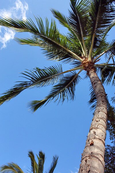 PalmTree