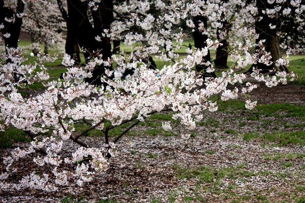 SakuraBranches