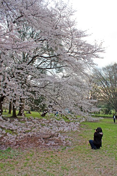 SakuraViewing