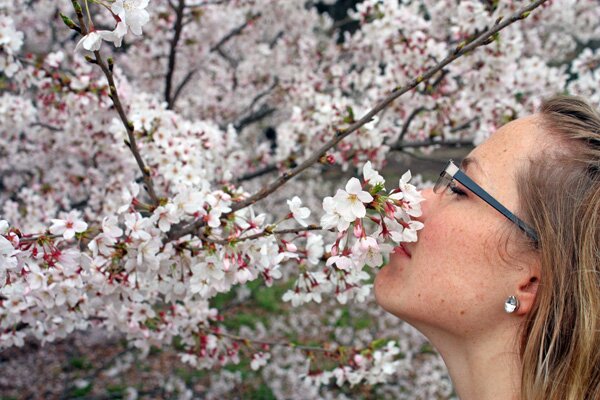 ScentedSakura