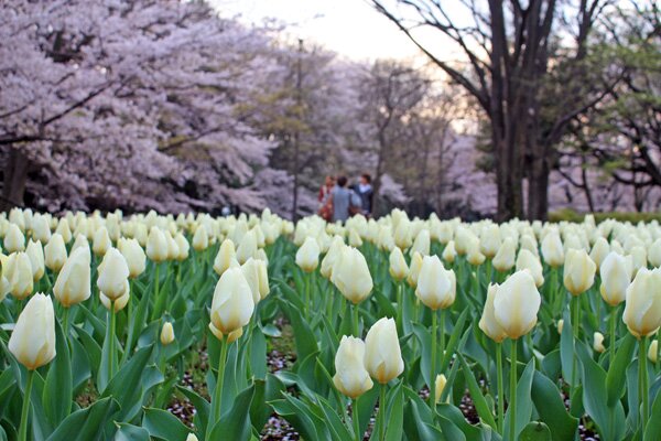 Tulips