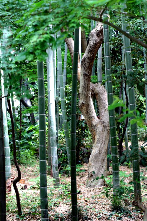 UniqueTree