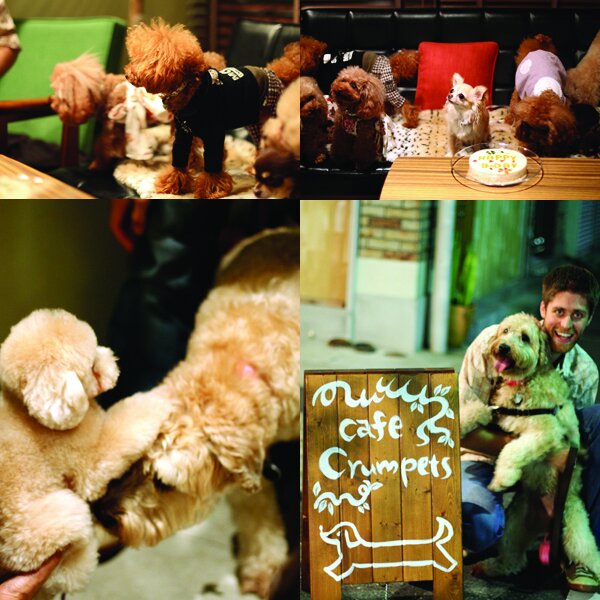 Doggy Fun