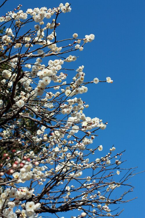 Plum Blossoms