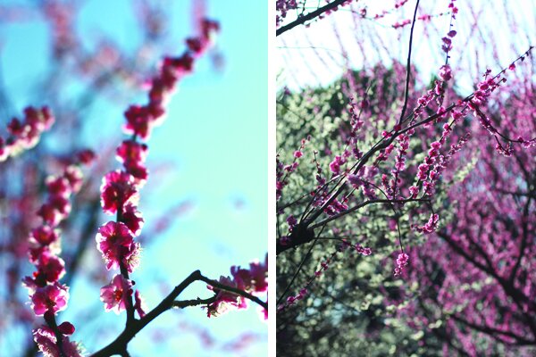 Plum Blossoms