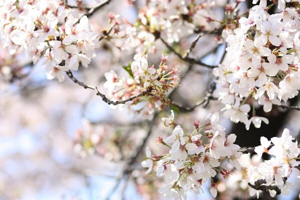 Beautiful Sakura Blossoms