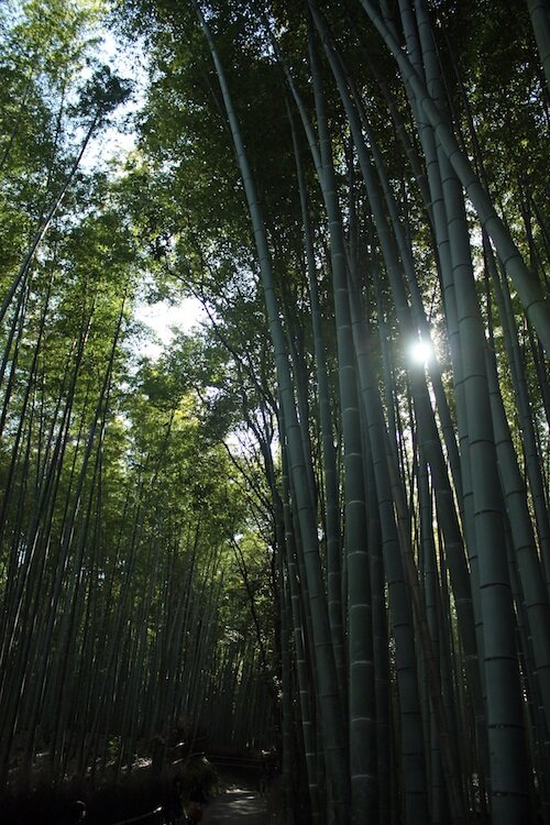Bamboo Forest Sun