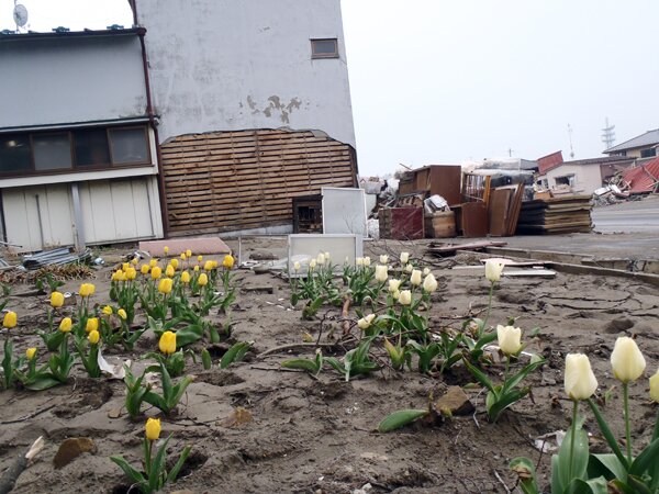 Beauty Amidst Destruction
