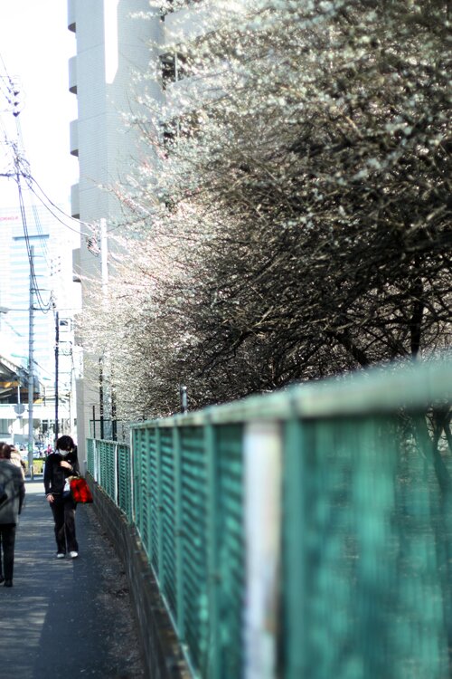 Plum Blossoms