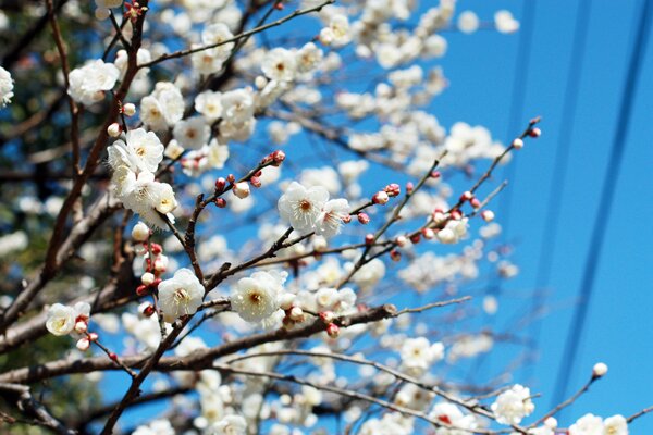 Plum Blossoms