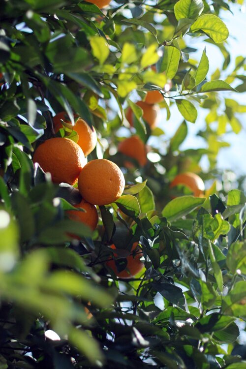 Winter Citrus