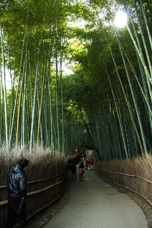 Bamboo Forest