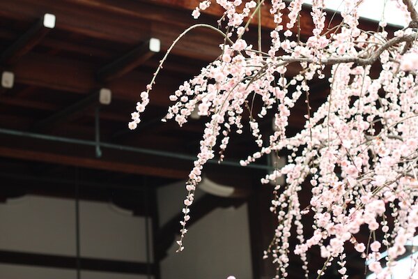 Plum Blossoms